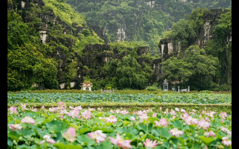 Tam Coc Lotus Pond, Ninh Binh, Vietnam
